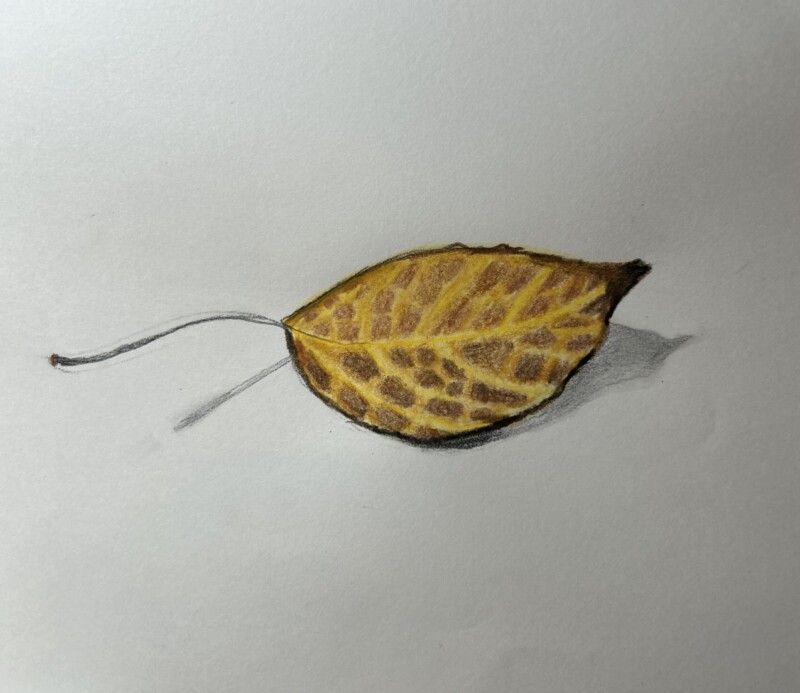 crab-apple-leaf-pencil-and-watercolor