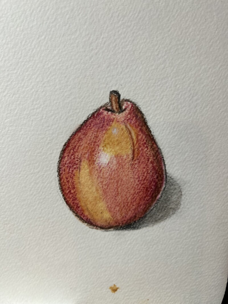red-anjou-pear-pencil-and-watercolor-on-cold-pressed-paper