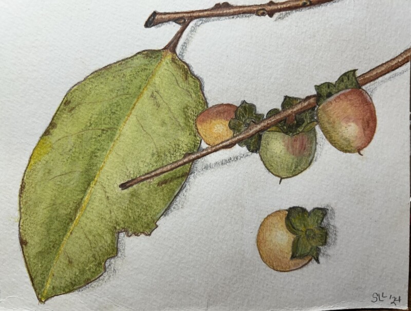 persimmon-pencil-and-watercolor-on-cold-pressed-paper