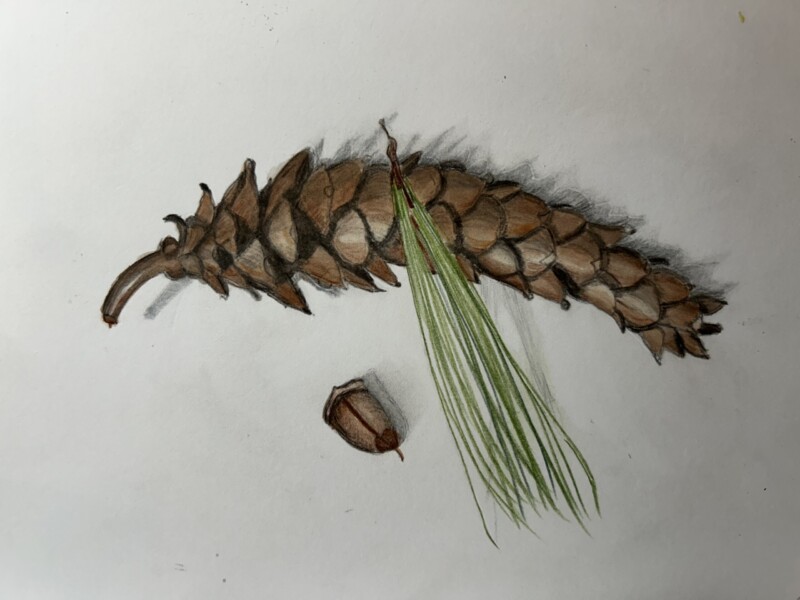 white-pine-pencil-and-watercolor