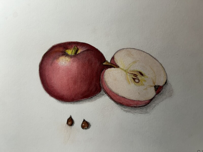 apple-pencil-and-watercolor