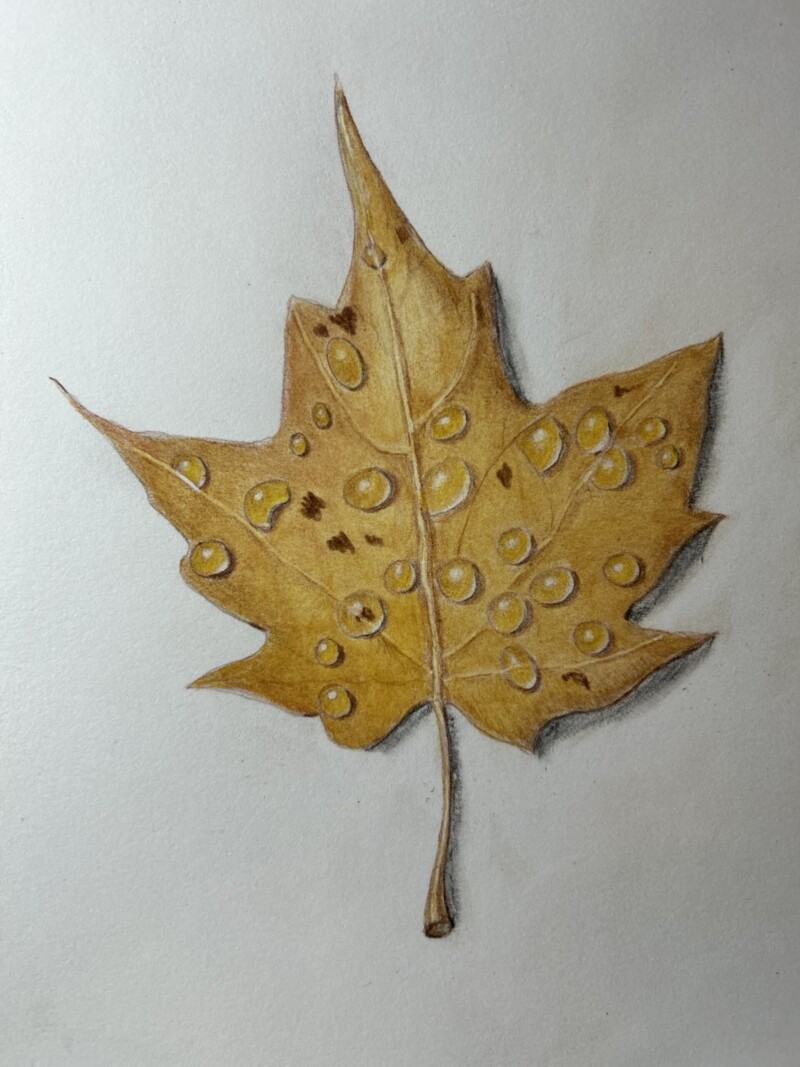 maple-leaf-pencil-and-watercolor