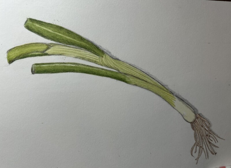 scallion-pencil-and-watercolor