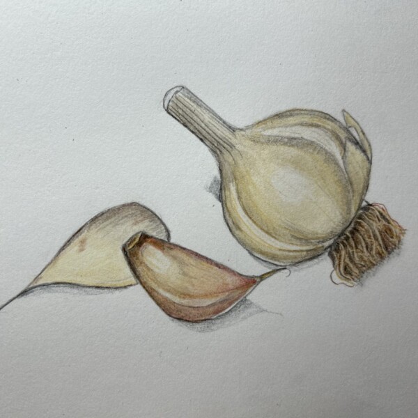 Garlic, pencil and watercolor