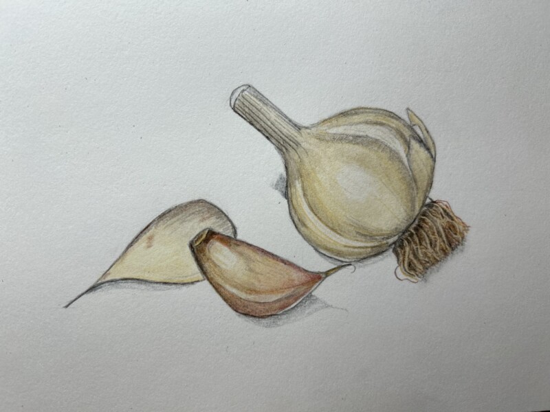 garlic-pencil-and-watercolor