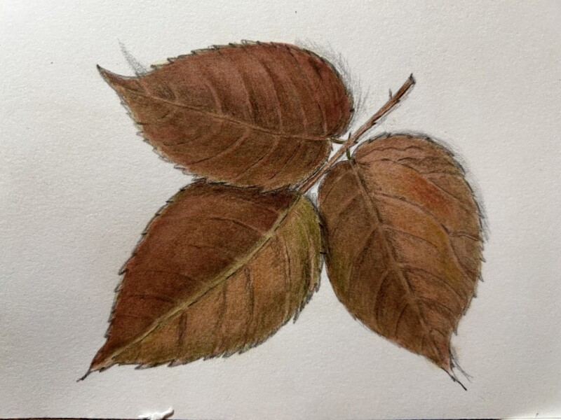 allegheny-blackberry-pencil-and-watercolor