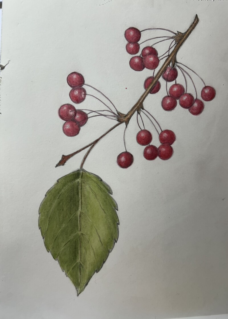 siberian-crab-apple-pencil-and-watercolor