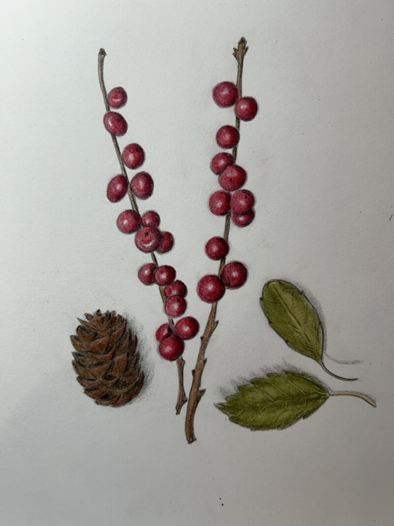 white-spruce-cone-and-winterberry-pencil-and-watercolor