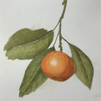 mandarin-orange-pencil-and-watercolor