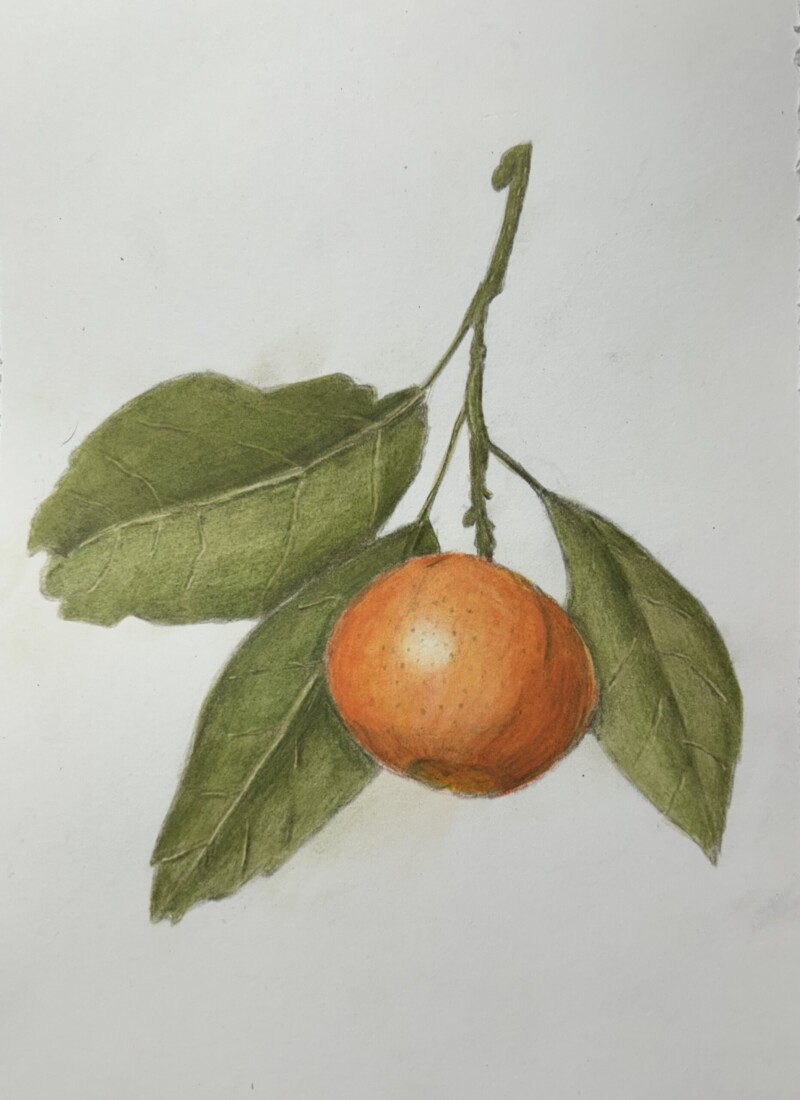 mandarin-orange-pencil-and-watercolor