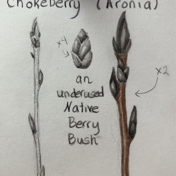Chokeberry (Aronia) Winter Bud 