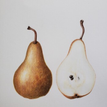 bosc-pear