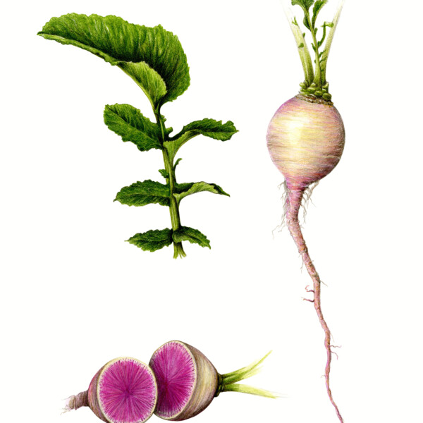 Watermelon Radish
