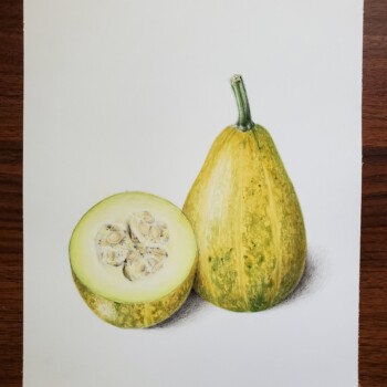 compost-squash