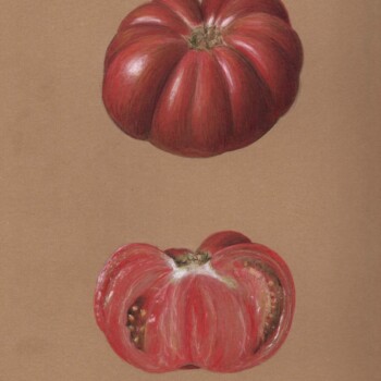 heirloom-tomato-on-kraft-paper