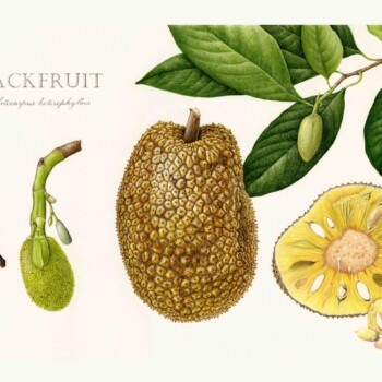 jackfruit