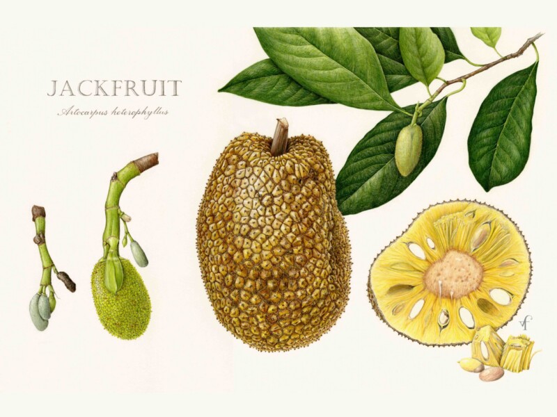 jackfruit