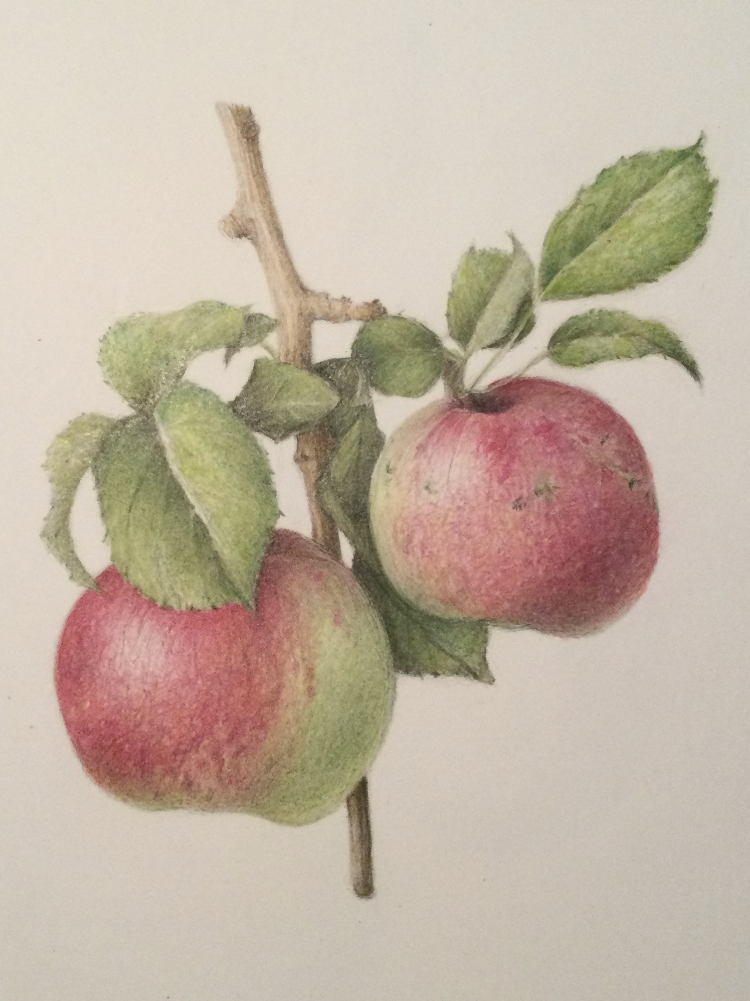 Artistic Blog - learn how to draw with colored pencils: How to draw an  apple with colored pencils - step by step tutorial