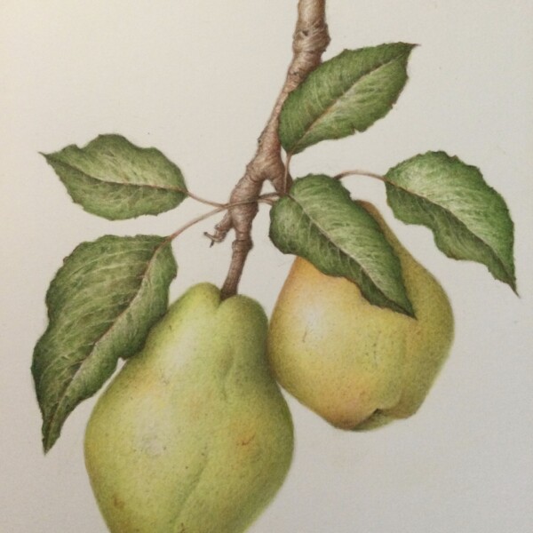 Another pair of pears 