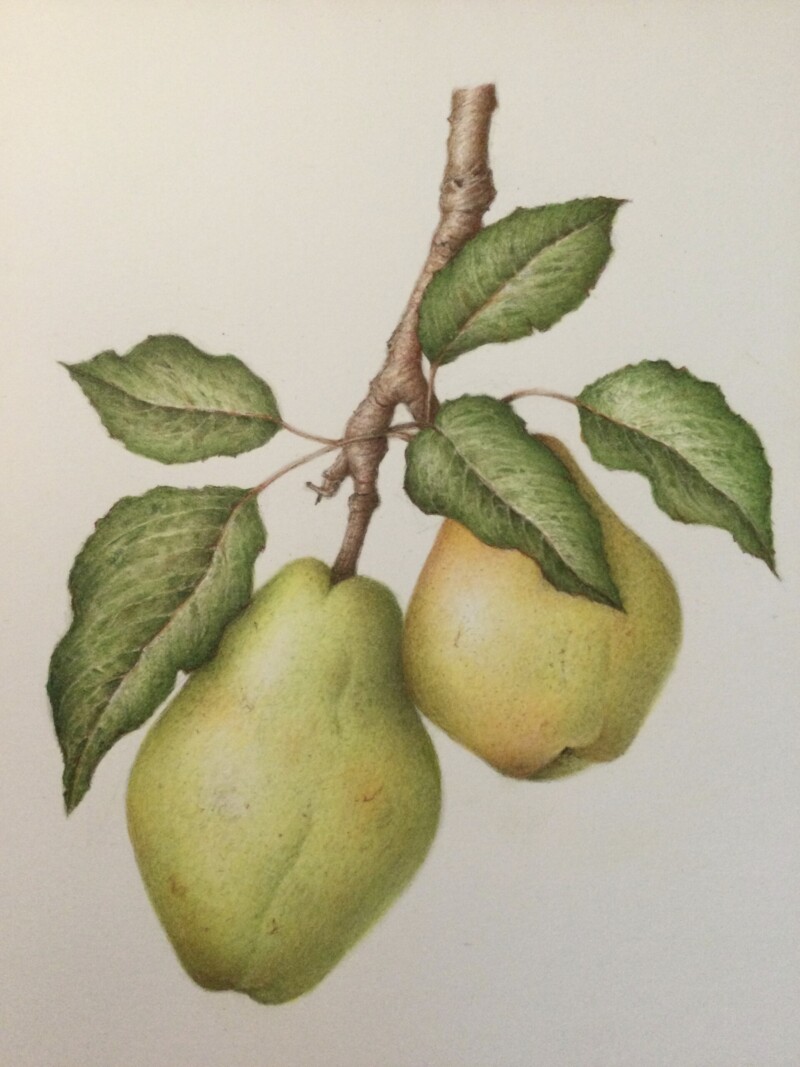 another-pair-of-pears