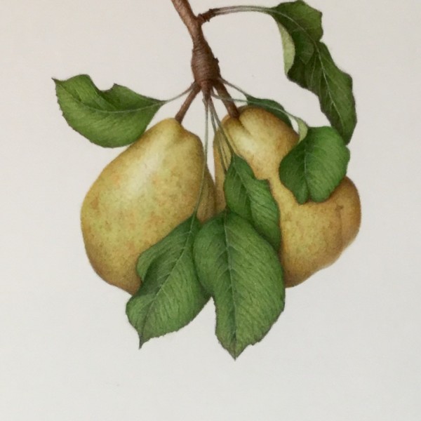A Pair of Pears