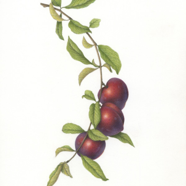 A Strand of Plums