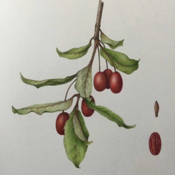 Hollengold Goumi Berries