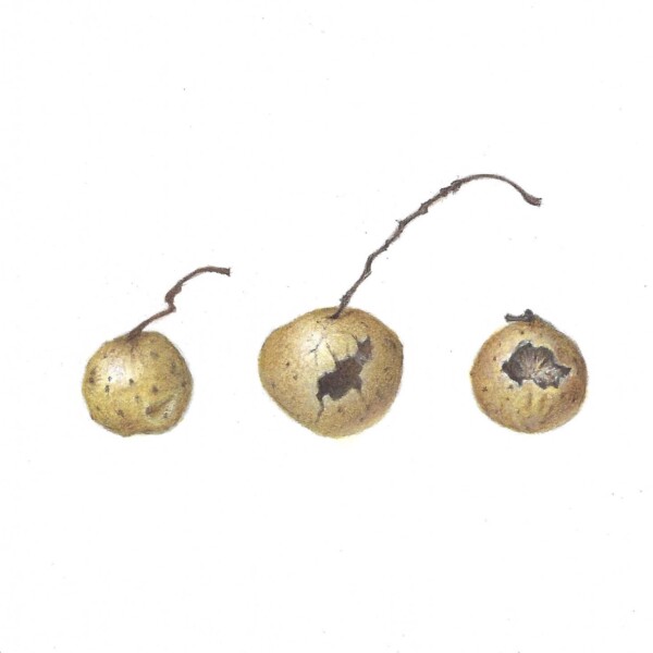 Trio of Oak Galls