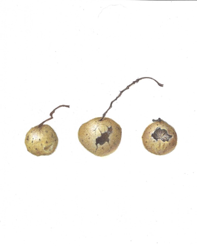trio-of-oak-galls