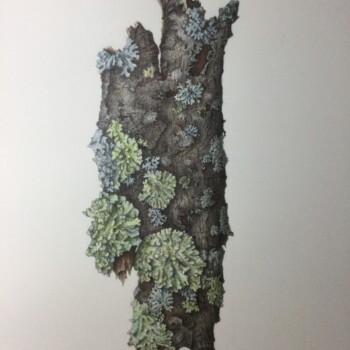 bark-with-lichen