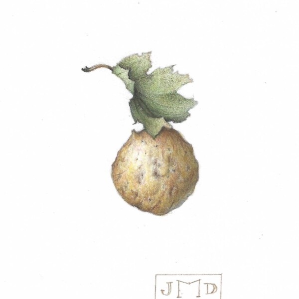 Oak Gall