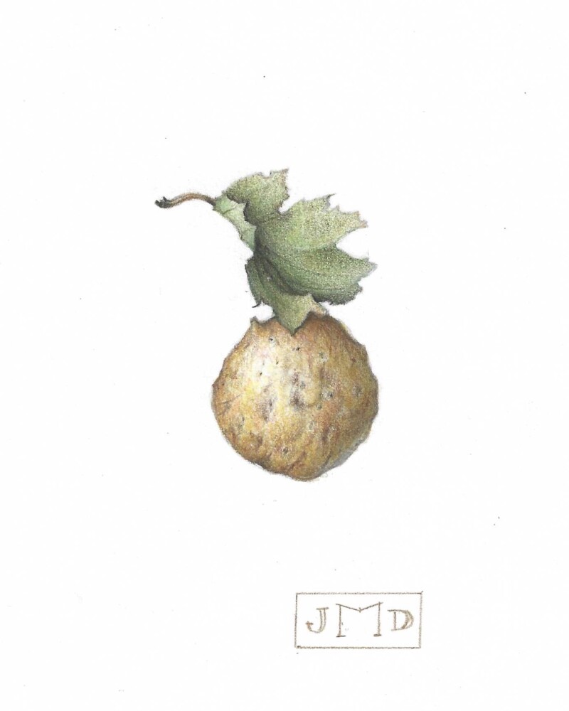 oak-gall