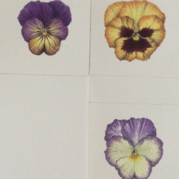 pansy-and-violet-faces