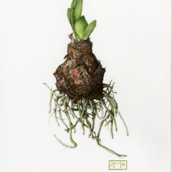 amaryllis-bulb-6