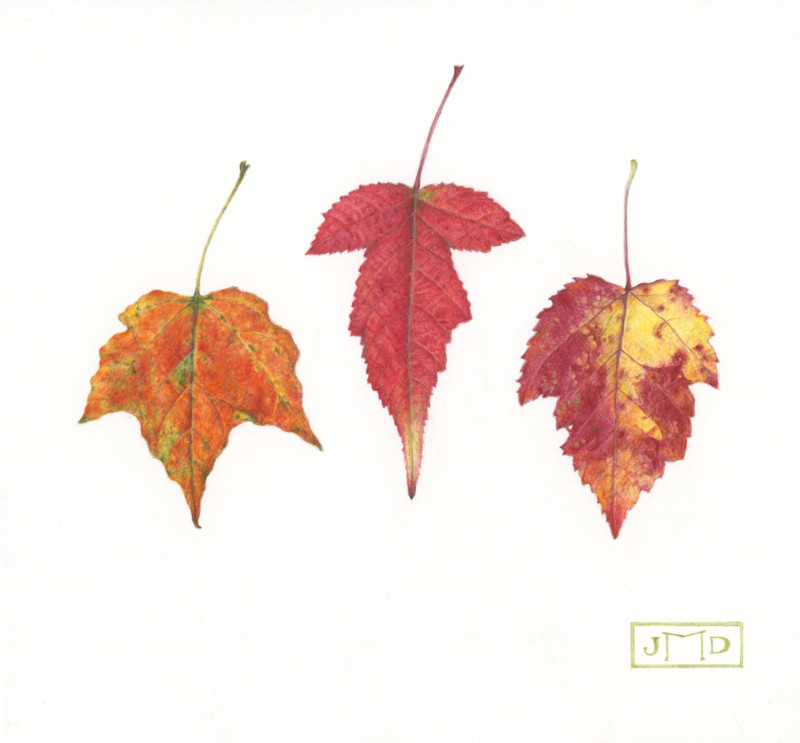 trio-of-maple-leaves