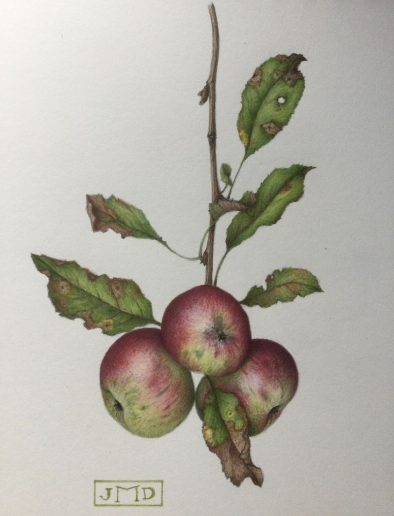 hollengold-mcintosh-apples-with-apple-rust-on-leaves