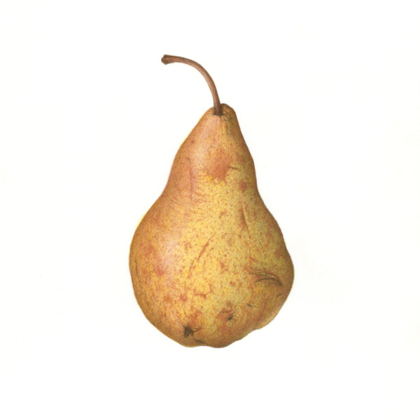 Blemished Pear