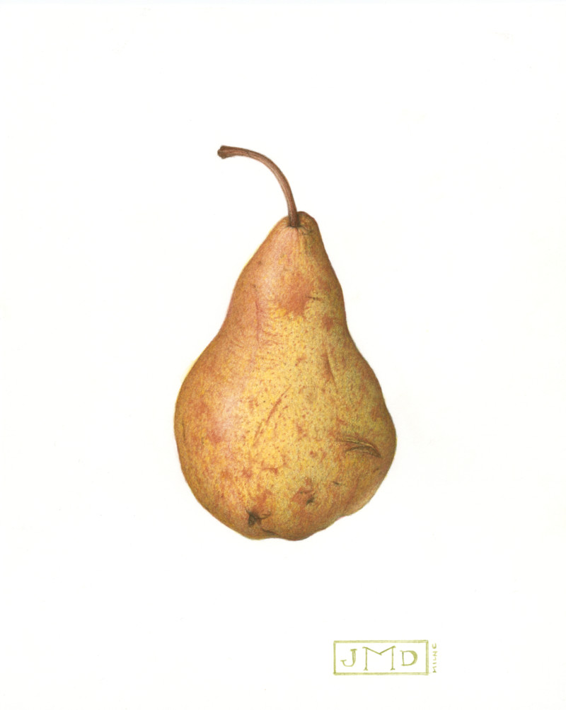 blemished-pear