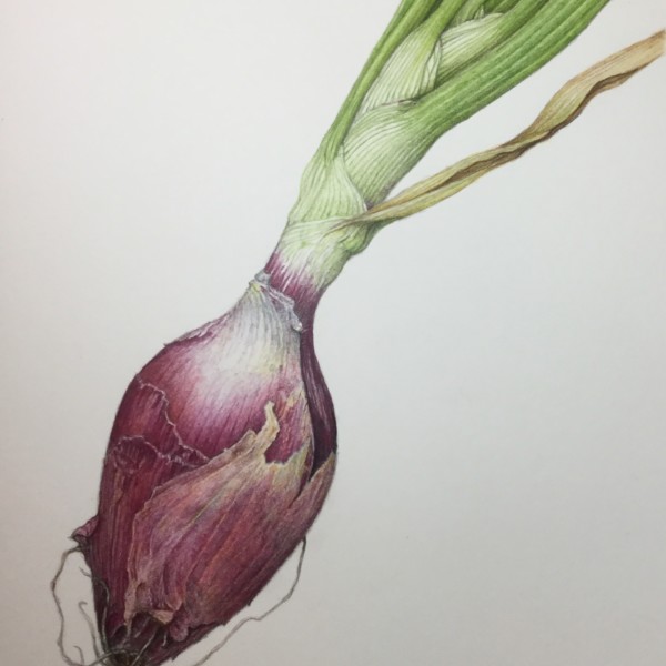 Red Onion