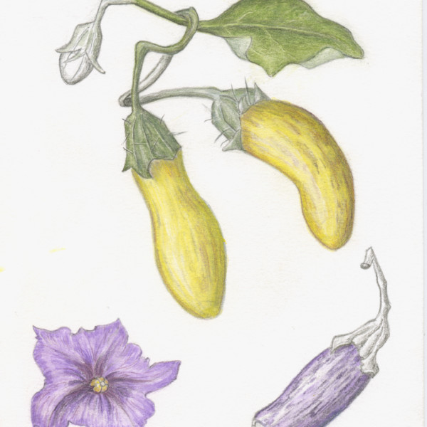 Eggplant