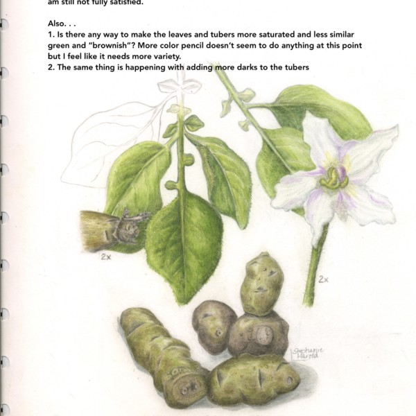 Maria's Potato -- looking for feedback from Wendy if she has time