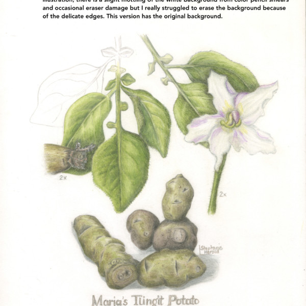 Final version Maria'sTlingit potato 