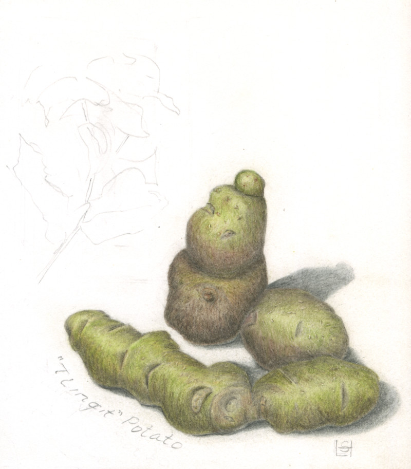 tlingit-potato