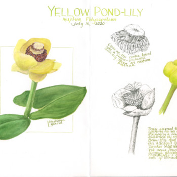 pond-lily