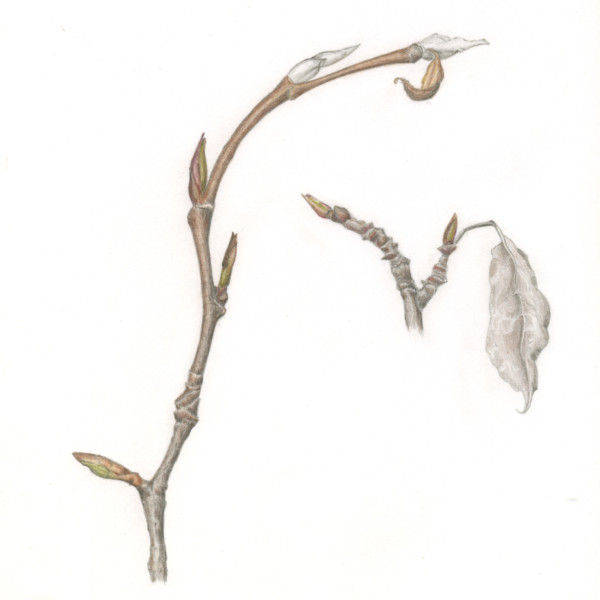 sitka willow best