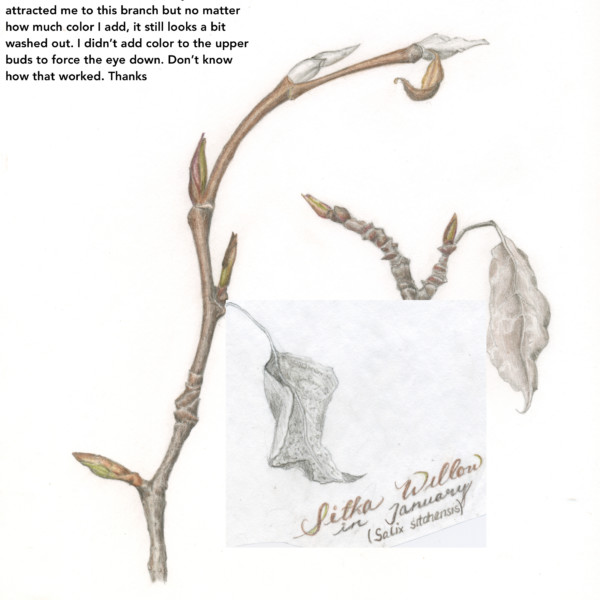 sitka willow w