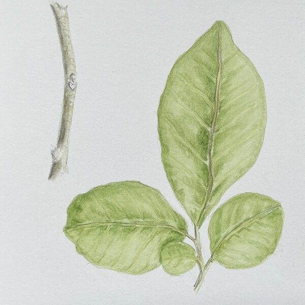 Lindera benz./Spicebush