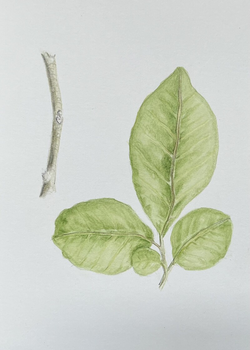lindera-benz-spicebush