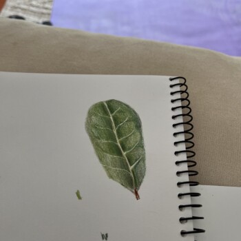 leaf1