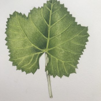 grape-leaf